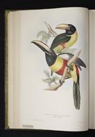 Pteroglossus aracari plate 12