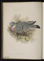 Common Wood Pigeon plate 1
