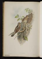 Eurasian Wryneck plate 76