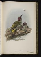 Birds of Great Britain, 1:296