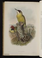 European Green Woodpecker plate 74