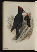 Black Woodpecker plate 73