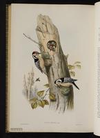 Lesser Spotted Woodpecker plate 72