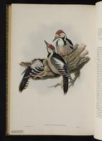 White-backed Woodpecker plate 71