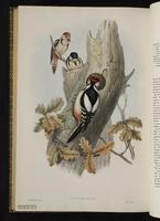 Great Spotted Woodpecker plate 70