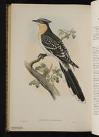 Great Spotted Cuckoo plate 69