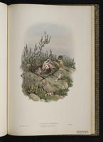 Common Cuckoo plate 68