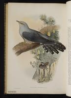 Common Cuckoo plate 67