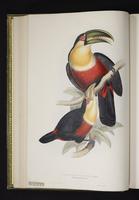 Ramphastos dicolorus plate 11