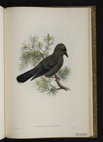Spotted Nutcracker plate 66