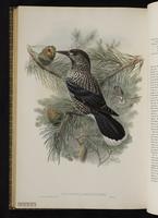 Spotted Nutcracker plate 65