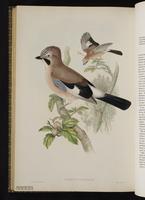 Eurasian Jay plate 64