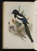Black-billed Magpie; Eurasian Magpie, pie bavarde plate 63