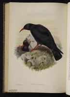 Red-billed Chough plate 62