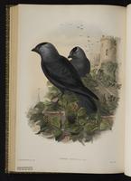 Eurasian Crow; Eurasian Jackdaw, Western Jackdaw, choucas des tours plate 61