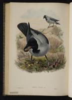 Hooded Crow plate 59