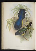Blue-crowned trogon plate 28
