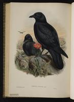 Carrion Crow plate 58