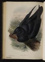 Common Raven; Northern Raven, Cuervo común, grand corbeau, plate 57