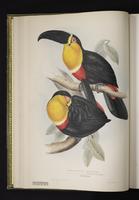 Ramphastos ariel; Ramphastos tucanus plate 10