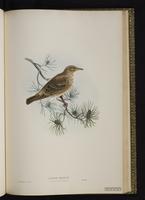 Rosy Starling plate 56