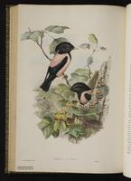 Rosy Starling plate 55