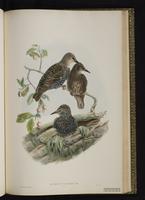 Common Starling; Estornino pinto, étourneau sansonnet, European Starling plate 54