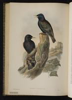 Common Starling; Estornino pinto, étourneau sansonnet, European Starling plate 53