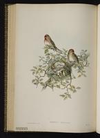 Common Redpoll; sizerin flammé plate 52