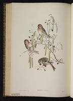 Common Redpoll; sizerin flammé plate 51