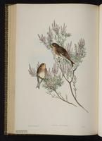 Twite plate 50