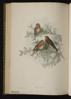 Common Linnet plate 49