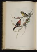 Two-barred Crossbill; White-winged Crossbill, bec-croisé bifascié, plate 48