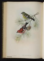 Two-barred Crossbill; White-winged Crossbill, bec-croisé bifascié plate 47