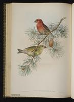 Parrot Crossbill plate 46