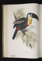 Ramphastos vitellinus plate 9