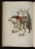 Red Crossbill; bec-croisé des sapins, Picotuerto rojo, plate 45