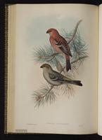 Pine Grosbeak; durbec des sapins plate 44