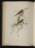 Eurasian Bullfinch plate 43