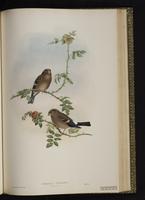 Eurasian Bullfinch plate 42