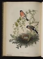 Eurasian Bullfinch plate 41