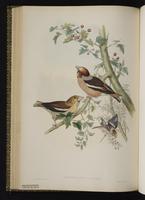 Hawfinch plate 40