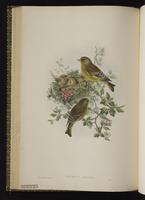 European Greenfinch plate 39