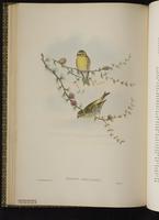 European Serin plate 38