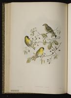 Eurasian Siskin plate 37