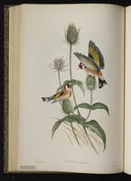 Eurasian Goldfinch; European Goldfinch, chardonneret élégant plate 36