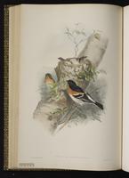 Brambling plate 35