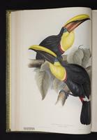 Ramphastos swainsonii plate 8