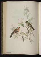Common Chaffinch plate 34
