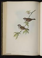 Eurasian Sparrow; Eurasian Tree Sparrow plate 33